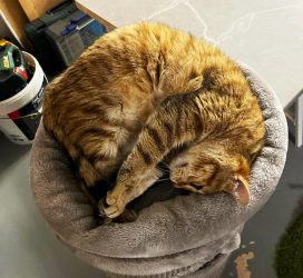 Biscotte 3