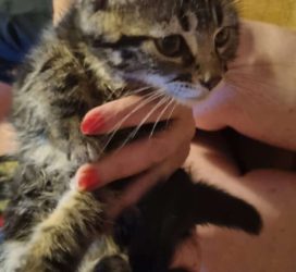 Milo 2