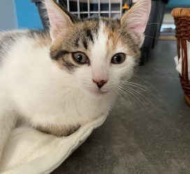 Sabrina 1