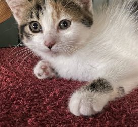 Sabrina